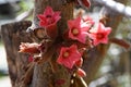 Dwarf kurrajong Brachychiton bidwillii with red flowers and buds on stem Royalty Free Stock Photo